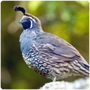 Galliformes Quail