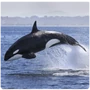 Cetaceans Orca