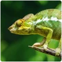 Lizard Chameleon
