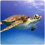 Turtle Sea Turtle