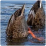Anseriformes Dabbling