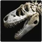 Giganotosaurus Jaw Articulation