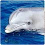 Cetaceans Dolphin