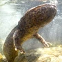 Amphibian Giant Salamander