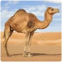 Ungulates Camel
