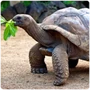Turtle Galapagos Tortoise
