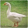 Anseriformes Geese