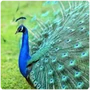 Galliformes Peacock