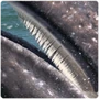 Cetaceans Baleen