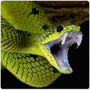 Snake Viper