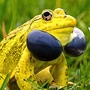 Amphibian Bullfrog