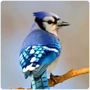 Neoaves Blue Jay
