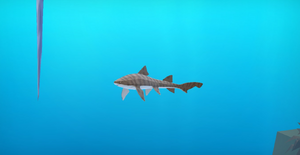 Leopard Shark Garden