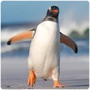 Neoaves Penguin