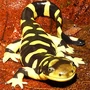 Amphibian Salamander