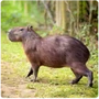 Glires Capybara