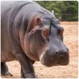 Ungulates Hippopotamus