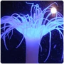 Jellyfish Bioluminescence