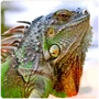 Lizard Iguana