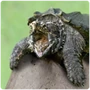 Turtle Snapping Turtle