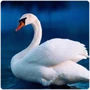 Anseriformes Swan