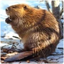 Glires Beaver
