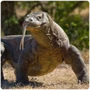 Lizard Komodo Dragon