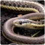 Snake Colubridae