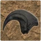 Velociraptor Sickle-Shaped Claws