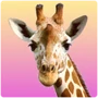 Ungulates Giraffe