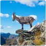 Ungulates Mountain Goat