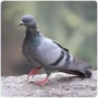 Neoaves Pigeons