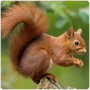 Glires Squirrel