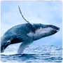 Cetaceans Whale