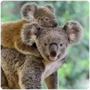 Marsupials Koala