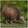 Palaeognathae Kiwi