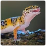 Lizard Geckos