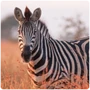 Ungulates Zebra