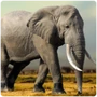 Ungulates Elephant
