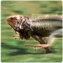 Lizard Sudden Speed