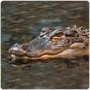 Crocodilia Alligator