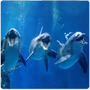 Cetaceans Underwater Communication