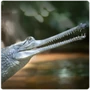 Crocodilia Gharial