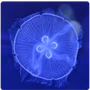 Jellyfish Radial Symmetry