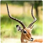 Ungulates Horns