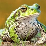 Amphibian Toad
