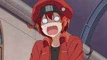 Red blood cell.jpg
