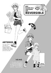 Red blood cells uniforms are reversible