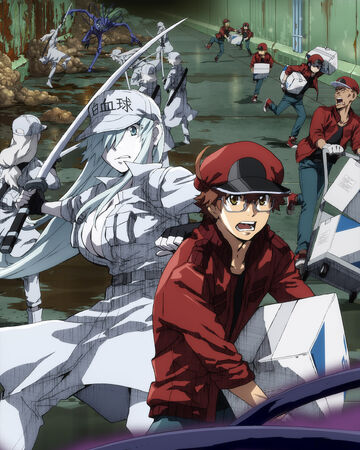 Cells At Work Code Black Cells At Work Wiki Fandom Download dan nonton anime strike the blood season 3 sub indo bd (bluray) + batch dengan ukuran (resolusi) mkv 720p, mkv selamat mendownload anime. cells at work code black cells at
