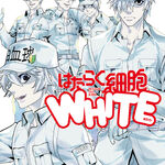 Aniradioplus - LOOK: Cells at Work new spin-off manga titled Hataraku  Saibou: White (White Blood Cells at Work) featuring White Blood Cells as  the lead characters has been serialized Source: Hataraku Saibou